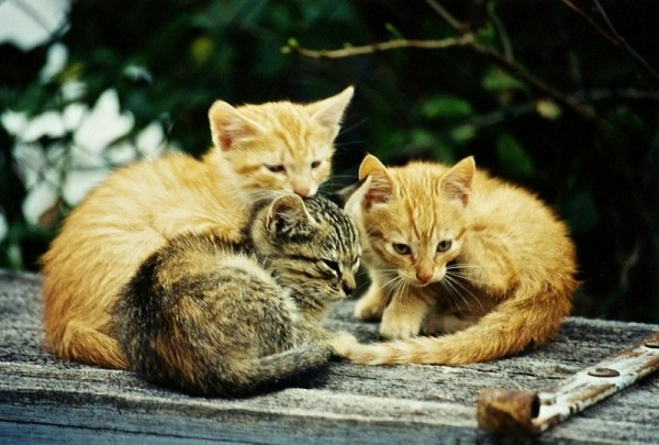 Kitties, Kitties, Kitties